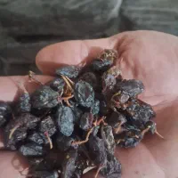 کشمش ومویز درجه یک ۱۶۰هزار