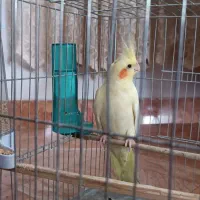 عروس ماده زعفرانی معاوضه