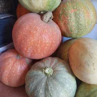 کدو تنبل و تخمه کدو درجه یک