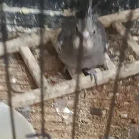 جوجه عروس هلندی