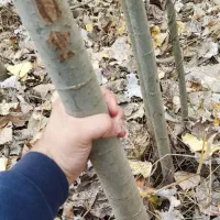 نهال صنوبر نیگرا ترکیه برا شهر مازندران|حراج|چمستان, |دیوار