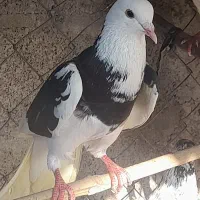 کبوتر پروازی
