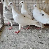 سلام|پرنده|اصفهان, مولوی|دیوار