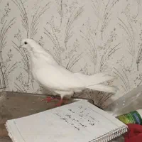 کبوتر زیر قیمت میدم|پرنده|ملکان, |دیوار