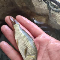 ماهی کپور و آمور و غذای پلیت دولتی زیر نظر شیلات