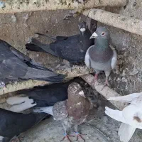کبوتر شهرستان تهران جا ندارن