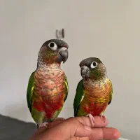 جفت گیرینچک نر و ماده