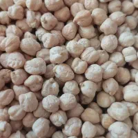 فروش نخود بهاره وپاییزه منصور