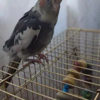 پرنده|پرنده|سیرجان, |دیوار