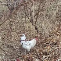 مرغ وخروس نیمچه گلین|حیوانات مزرعه|سنندج, |دیوار