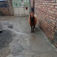 قوچ چهار دندان مغان