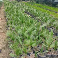 فروش انواع گیاهان بیرونی.پالم.سرو ناز.نخل.یوکا|خدمات باغبانی و درختکاری|گرگان, |دیوار