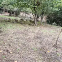 ۱۰۰۰متر زمین جیرمحله طالکوه جنگلی|فروش زمین و ملک کلنگی|برهسر, |دیوار