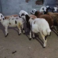 7راس توقلی ماده زیر قوچی پلنگی|حیوانات مزرعه|سیمین شهر, |دیوار