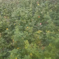 گل رز هلندی|گل و گیاه طبیعی|محلات, |دیوار