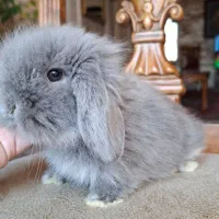خرگوش های مینی لوپ نژادهای مختلف لوپی لوپ|موش و خرگوش|تهران, فرمانیه|دیوار