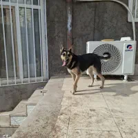 واگذاری ژرمن