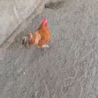 خروس پاپر نژاد برهما چاق سنگین وزن|حیوانات مزرعه|محمدیه-قزوین, |دیوار