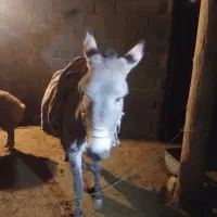 سگ خوب هم هست|حیوانات مزرعه|شیروان (خراسان), |دیوار