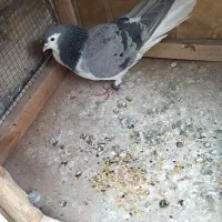 کبوتر دمگیر گمشده هرکس گرفته مژدگانی بگیره