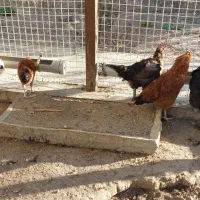 ۹ عدد مرغ خانگی|حیوانات مزرعه|بناب, |دیوار