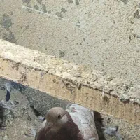 کبوتر گم شوده|حیوانات|شاهرود, |دیوار