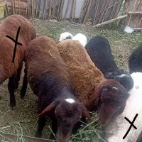 سه تا طوقلی نر سنگین وزن