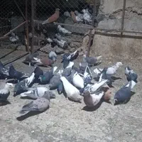 باسلام خدمت دوستان 30کفتر جفتی 700