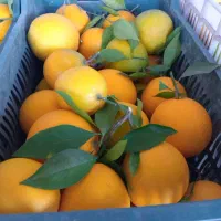 پرتقال تامسون|خوردنی و آشامیدنی|قائمشهر, |دیوار