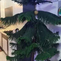 گل کاج مطبق|گل و گیاه طبیعی|قدس, شهر‌قدس|دیوار