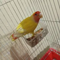 طوطی کوتوله