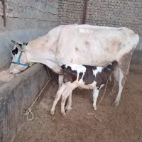 گاو گوساله دار