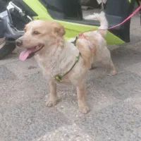 یک عدد سگ پاکوتا ۲ تومن