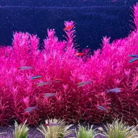 ماهی کاردینال و رامینویز