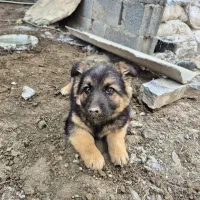 توله ژرمن ۲ ماهه نر