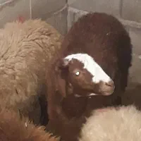 بره چاق.افشار