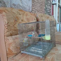 سهره
