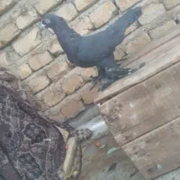 کبوتر