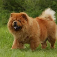 سگ چاوچاو اصل