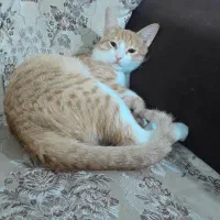 واگذاری رایگان سه عدد گربه خانگی|گربه|هشتگرد, فاز ۱ مهستان|دیوار