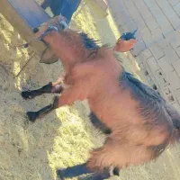 بز دو کهره و یک بز با یک کهره و نری