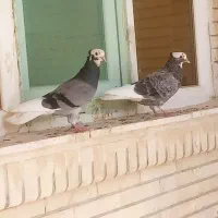 کبوتر قندی