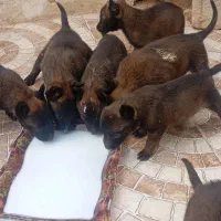 توله سگ مالینیوز