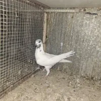 کفتر پرشی جوان سالم