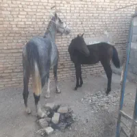 فروش اسب مادیان و کره