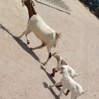بز سه زه دوقلو زا با دوکهره کنارش