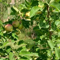باغ ۵ هزار متری داخل شهر فیروزکوه