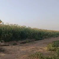جاروآبی یک هکتارونیم