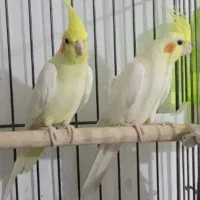 یک جفت طوطی عروس