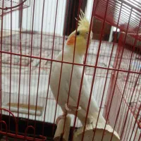 عروس هلندی نر|پرنده|پاکدشت, پاکدشت (مامازند)|دیوار